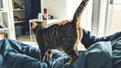 Is your cat giving you her backside? That's what it means.