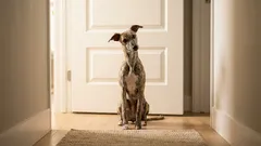 Why your dog follows you to the bathroom: this habit brings you closer than you think
