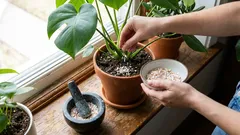 Don't throw it away! How to turn everyday kitchen waste into free helpers for the home and garden